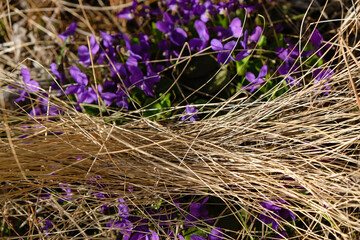 Dry grass on a forest violets background. Sunny spring day. Hello, spring concept.