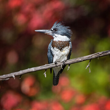 Belted kingfisher in a tree