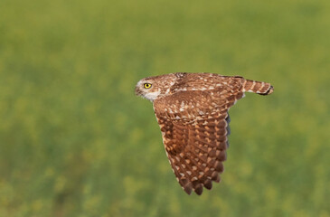 burrowing owl out in nature