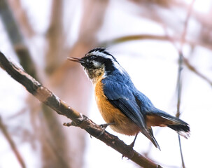 cute red breasted nuthatch on a branch