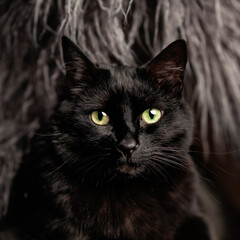 studio shot of a cute cat on an isolated background