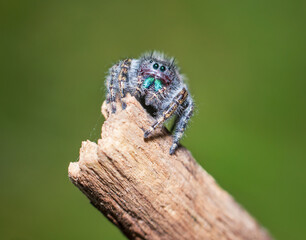 jumping spider in a natural environment