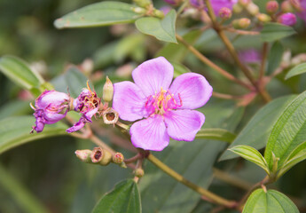 Melastoma affine flower with fruit