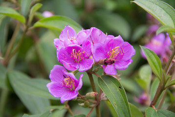 Melastoma affine flower with pink color
