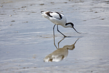  Avocet reflected in shallow water