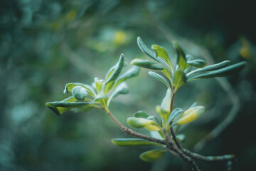 Green Plant