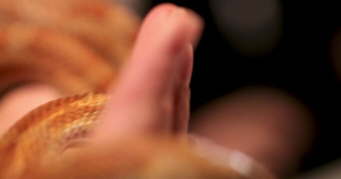 beautiful female hands touch, touch, hold a domestic ordinary orange snake that looks into the camera and stretches out its tongue. close-up. macro