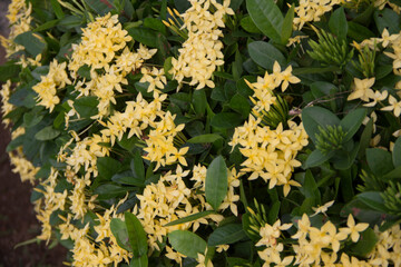 Jungle geranium flowers are yellow in the garden jawa tengah