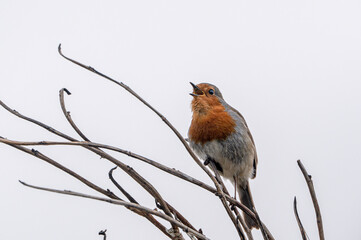 European robin, erithacus rubecula, singing from a winter tree branch