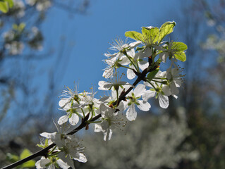 A close-up shot of plum blossoms on a branch in an orchard, opposite the blue sky. Shallow depth of field