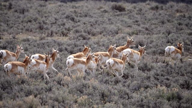 Pronghorn Antelope running in slow motion through the Wyoming wilderness moving through the sagebrush.