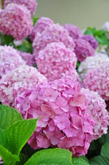 hydrangea flowers blooming in spring