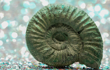 ammonite nautilus shell isolated 