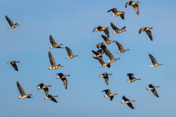 Great Goose, (Anser anser), Southern Bohemia, Czech Republic