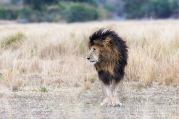 The magnificent lion called Scar or Scarface, who is a famous dominant lion of the Masai Mara, Kenya.