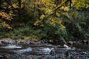 Creek flowing through a forest in autumn