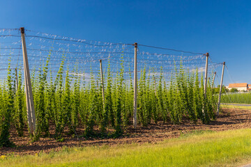 Hop field in Zatec region, Czech Republic