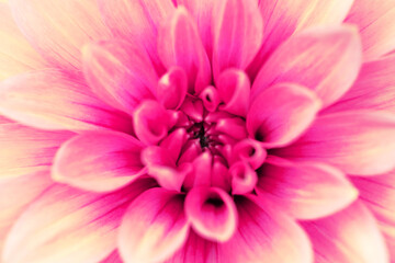 Yellow-pink dahlias close-up