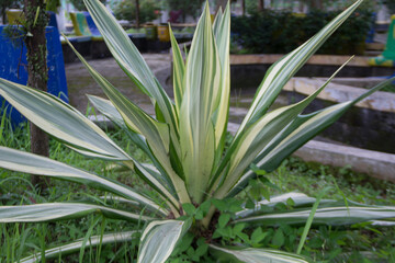 Obraz premium sgp varigata plant with green and white leaves