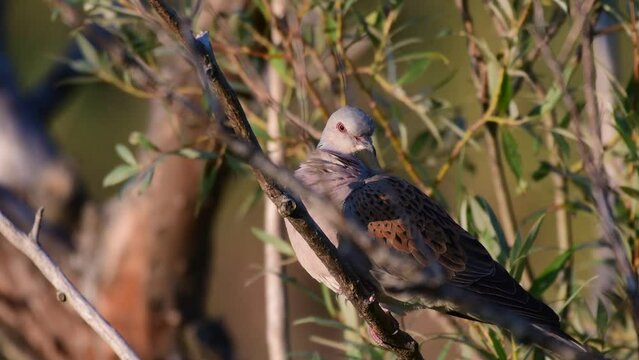 Turtle Dove, European Turtle Dove Streptopelia turtur. The bird hides in the branches of a tree, turns its head.