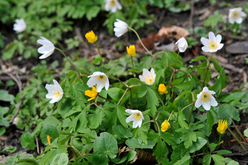 Wildflowers yellow Marsh Marigold and white wood Anemone  bloom in the spring park. Botanical plants outdoors photo