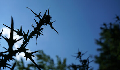grass against the sky