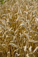 Golden ears of wheat on the field. Vertical image. 