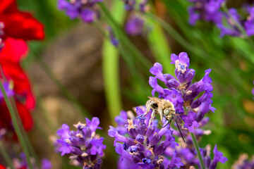 Closeup shot of bee sipping nectar from a purple Lavandula flower