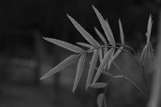 Greyscale closeup shot of cowbane leaves