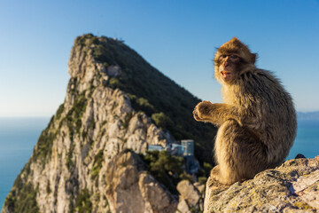 Young Barbery Ape sitting on a rock with the Rock of Gibraltar against the seascape - obrazy, fototapety, plakaty