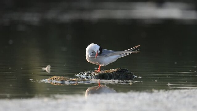 Common Tern - Sterna hirundo. A bird cleans its feathers standing on a rock in the river.