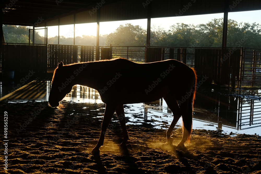 Wall mural Mare horse in western equine arena during early morning on ranch. - Wall murals