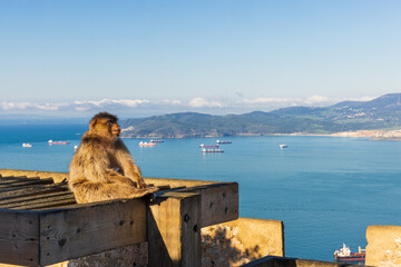 Young Barbery Ape sitting on a wooden construction on the Rock of Gibraltar against a vivid scenic seascape
