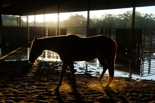 Mare Horse In Western Equine Arena During Early Morning On Ranch.