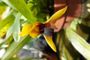 Selective focus shot of potted yellow maxillaria orchid