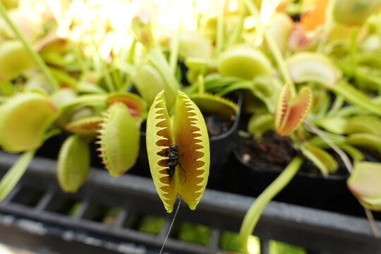 Venus flytrap (Dionaea muscipula) in greenhouse