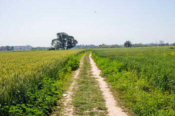 A crop of wheat frowing in Punjab