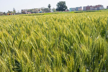 A crop of wheat frowing in Punjab