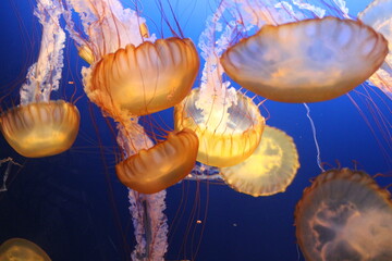 jellyfish