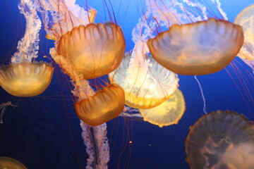 jellyfish