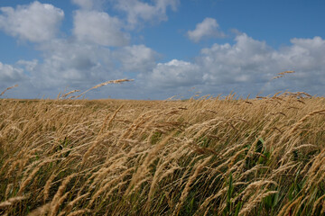 View of the beautiful field of the ears of wheat and the sky with puffy clouds