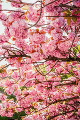 Obraz na płótnie Canvas Fleurs en éveil pendant le printemps 