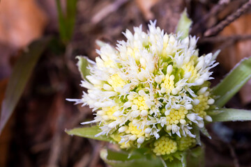 The first spring flower is whitebud. Petasites