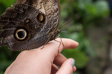 Fototapeta premium Close up of a owl eyed butterfly on a caucasian human hand