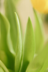 Simple green background of plants , Fresh green branches of Ruscus