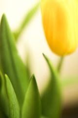 simple bouquet of  yellow tulips in close-up