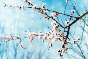 Flowers on branches of blossoming apricot tree against blue sky background