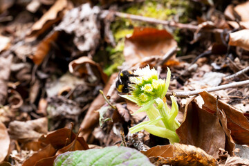 Butterbur, pollinated by shemiel. Petasites