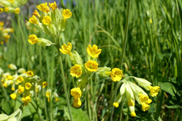 Close up of Cowslips (Primula veris) flowering in an orchard
