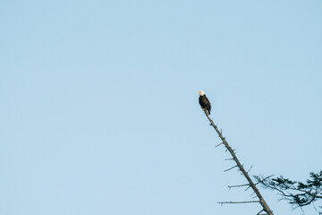 Wide view of a bald eagle perched on a dead tree